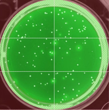 Флуоресцентные антитела использовали для маркировки белка gp120 ВИЧ и идентифицировали высокопродуктивные клеточные линии.