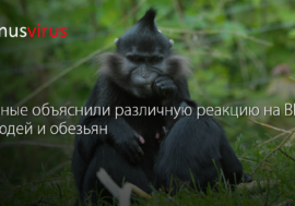 Ученые объяснили различную реакцию на ВИЧ у людей и обезьян