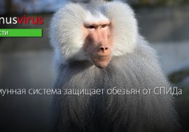 Иммунная система защищает обезьян от СПИДа