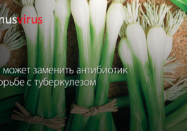Лук может заменить антибиотик в борьбе с туберкулезом