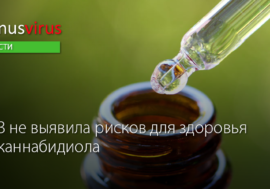 ВОЗ не выявила рисков для здоровья от каннабидиола